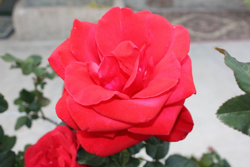 rosa